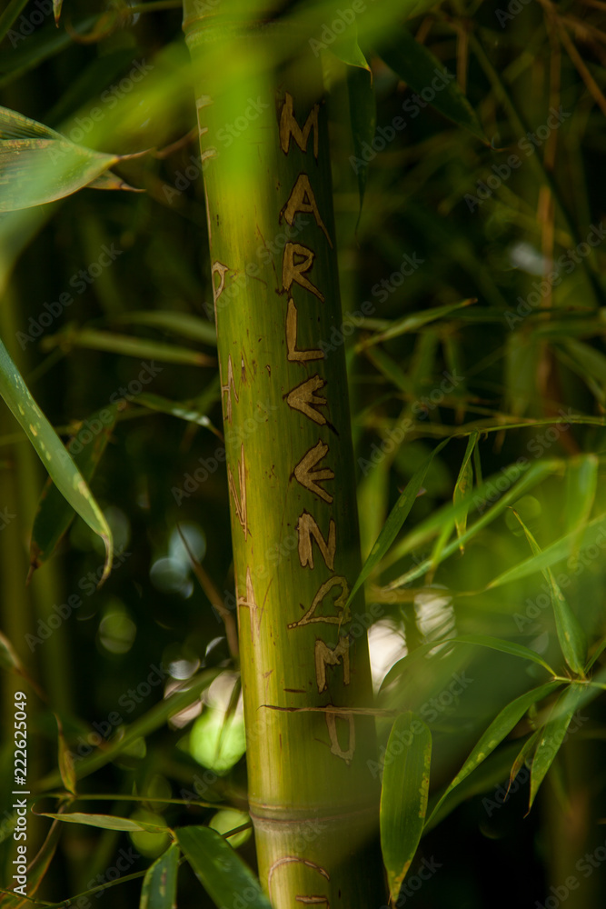 Fototapeta premium Caña de bambú con un nombre tallado en el tronco
