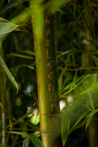 Ca  a de bamb   con un nombre tallado en el tronco