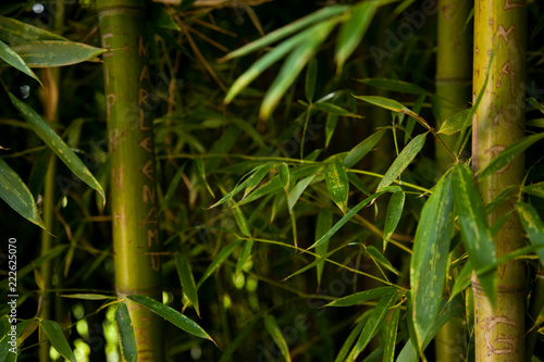 Nombre tallado en una caña de bambú 