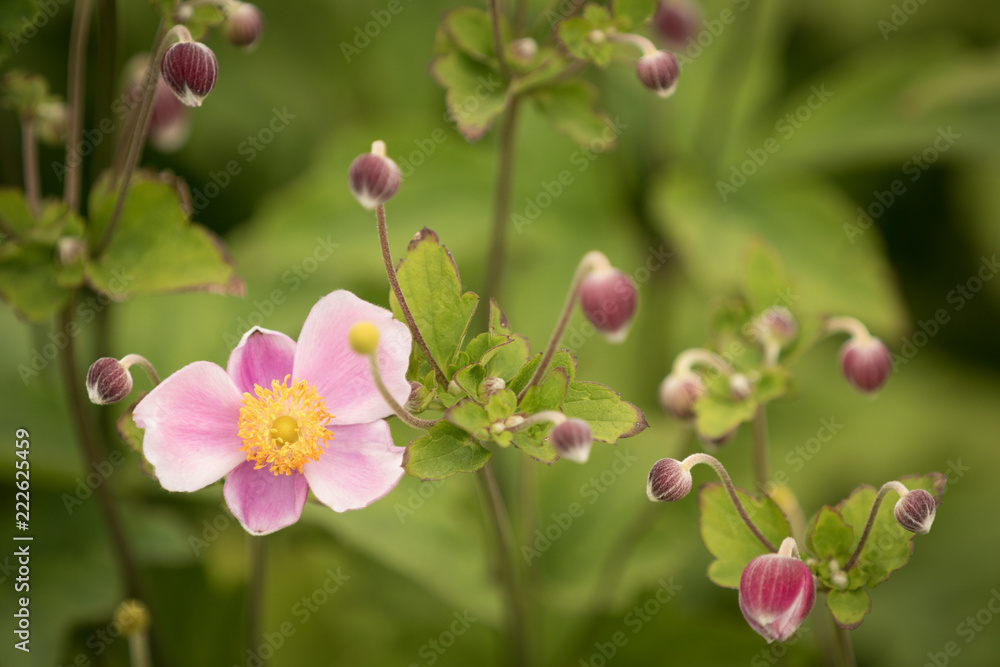 Obraz premium Spring flower and buds