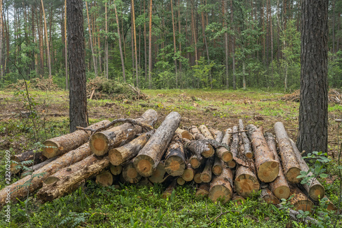 Deforestation concept. Stumps, logs and branches of tree after cutting down forest photo