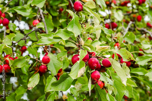 A branch of a sick apple tree photo