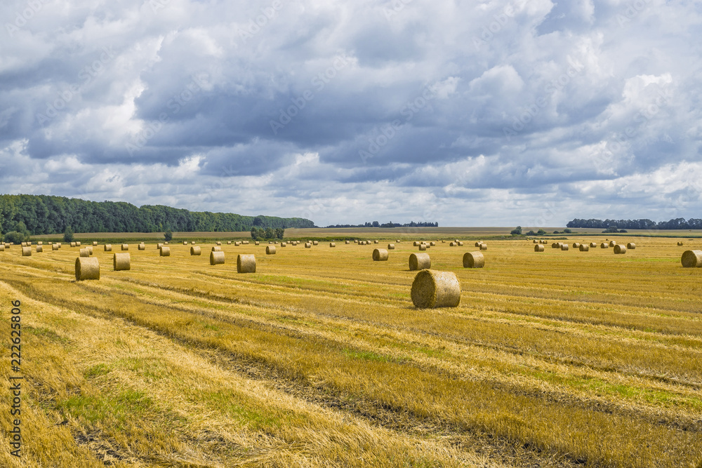 Haystack and straw stacks on cleaned field. Agricultural autumn landscape