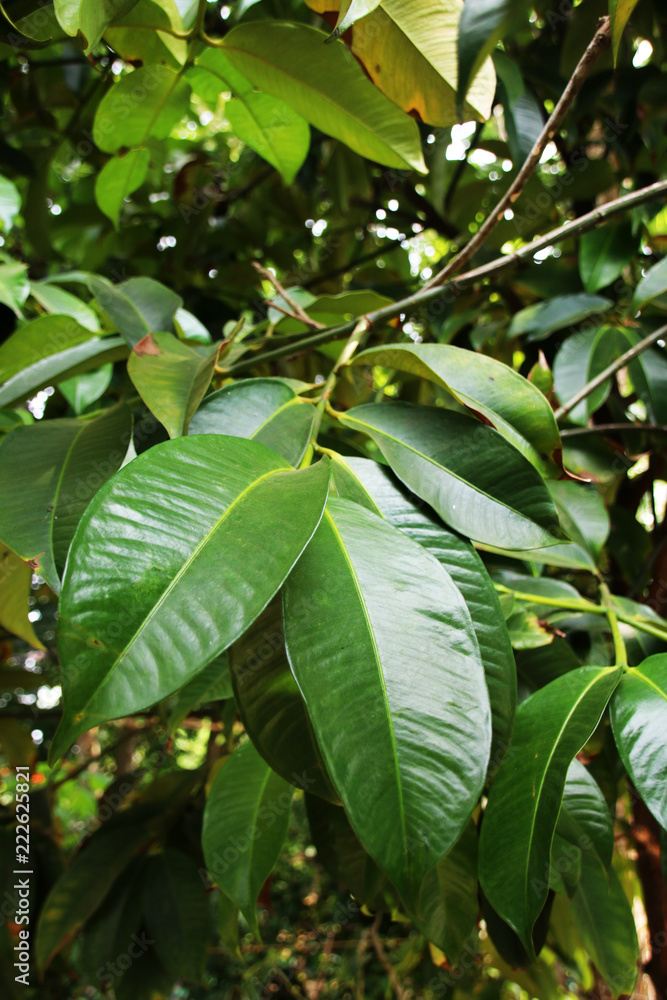 Purple mangosteen (Garcinia mangostana L.) leaves in the spice garden in Sri Lanka Purple mangosteen (Garcinia mangostana L.) leaves in the spice garden in Sri Lanka