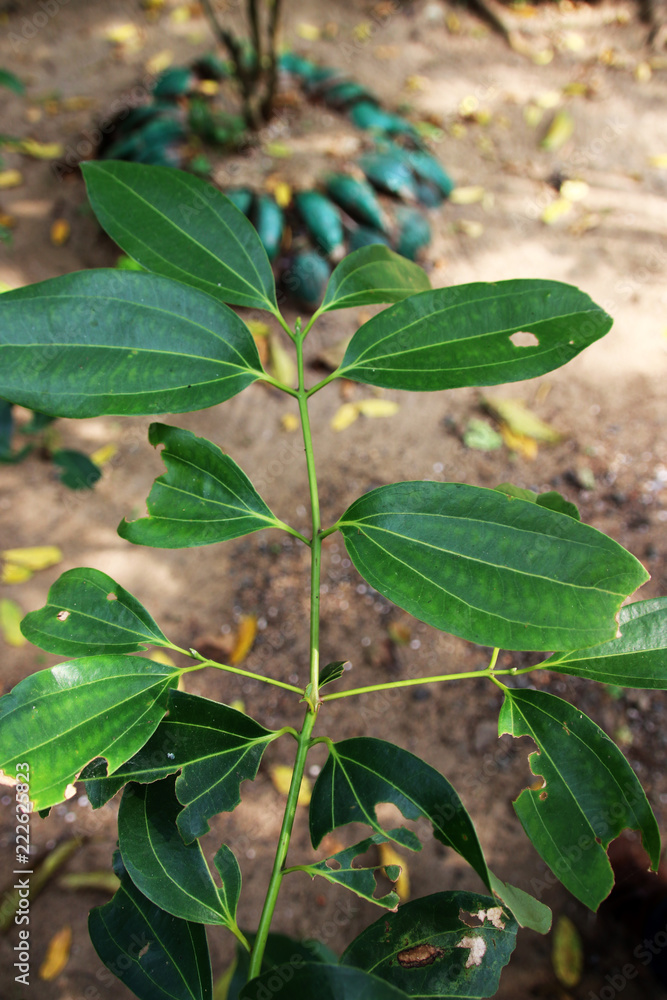 True cinnamon tree (Cinnamomum verum J. S. Presl) leaves in the spice garden in Sri Lanka