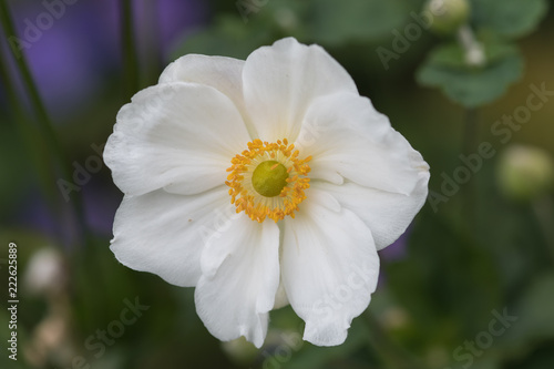 Closeup of the stamens of the anemome Honorine Jobert