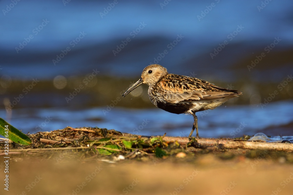 Dunlin (Calidris alpina) in breeding plumage Dunlin (Calidris alpina) in breeding plumage