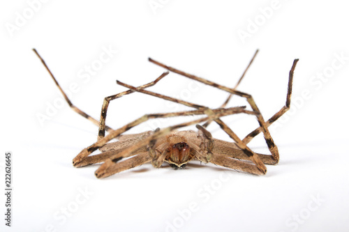 Wallpaper Mural Dead Brown Spider Torontodigital.ca