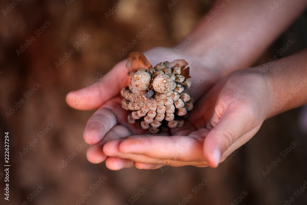 Cone girl hands autumn Cone girl hands autumn