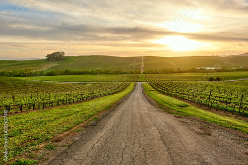 Fototapeta Naklejka Na Ścianę i Meble -  Vineyards at sunset in California, USA