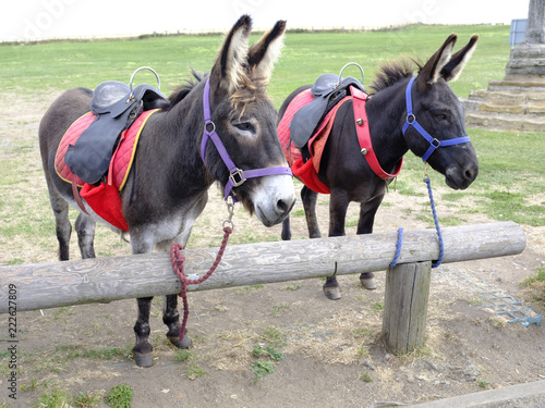 Burros enjaezados