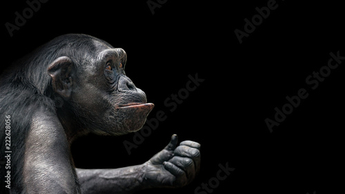 Canvas-taulu Portrait of curious Chimpanzee like asking a question, at black background