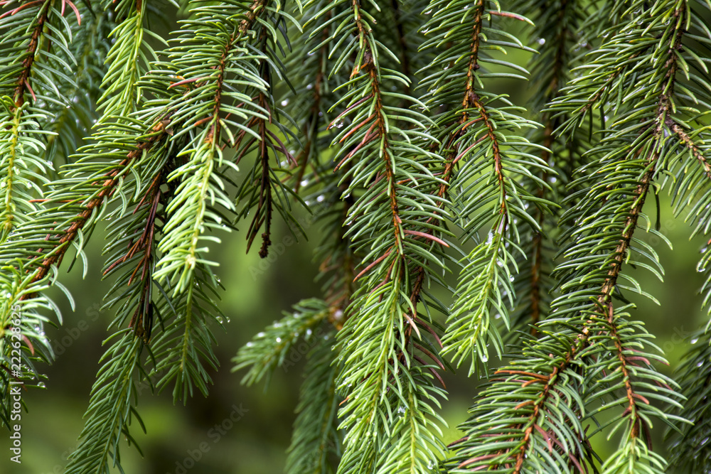 Background from the branches of conifer Fir tree European by close up. Background from the branches of conifer Fir tree European by close up.