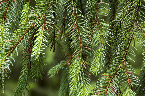 Background from the branches of conifer Fir tree European by close up.