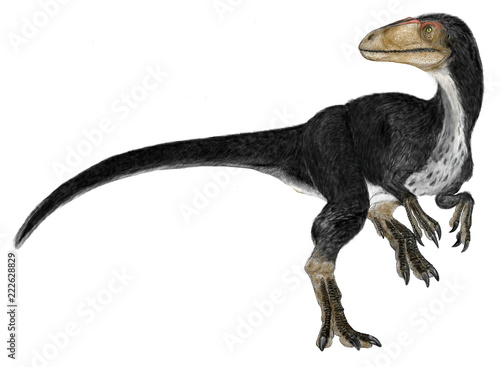 ディロング。分類上ティラノサウルス科に属する小型の恐竜。後に新種が発見されるまで最古のティラノサウルス類であった。白亜紀前期の中国の地層から発見されており、当時ティラノサウルスの祖形にはいくつかの形態があったが、ディロングの外形はティラノサウルスと大きく異なる。羽毛の印象があり、前脚は長く、指は3本であった。ティラノサウルスが巨大化してゆく過程で不要となった特徴を有している。自作イラスト画像。 photo