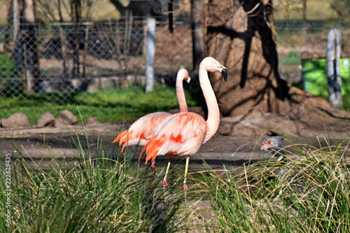 flamingo in zoo