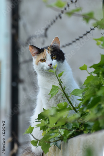 cat in the garden