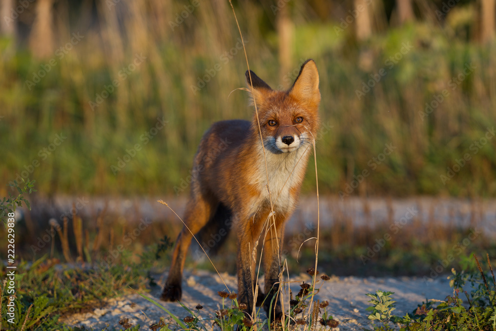 Fototapeta premium Cute young fox cub on the grass background. One. Evening light. Wild nature. Animals.