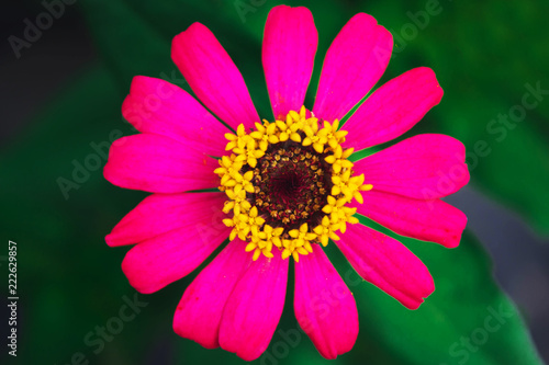 Zinnia elegans/Zinnia Benary Giant Red flower in garden photo