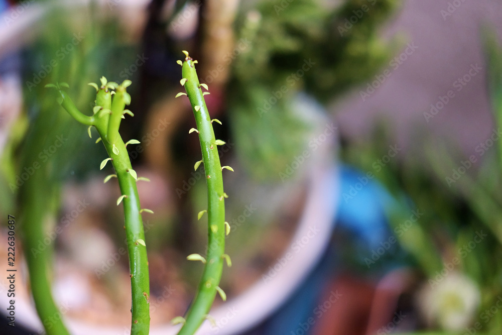 Naklejka premium Cactus in pot.Green cactus potted plant.Cactus house plants