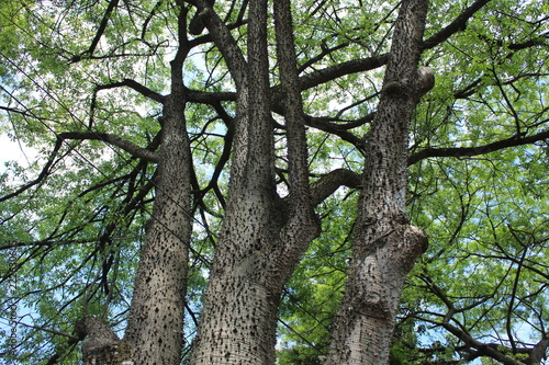 Árvores e espinhos
