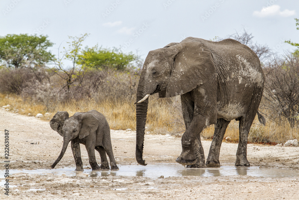 Young baby elephant with mother in the beginning of the rainy season enjoy the water and the mud in the Etosha National Park in Namibia