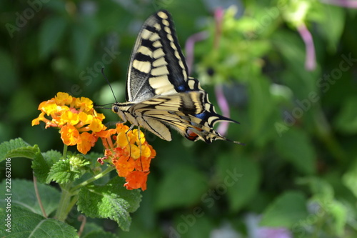 macaone su lantana