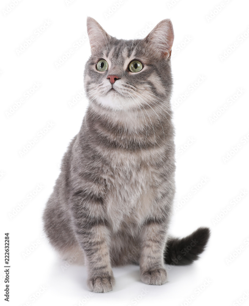 Fototapeta premium Portret szary pręgowany kot na białym tle. Śliczny zwierzak