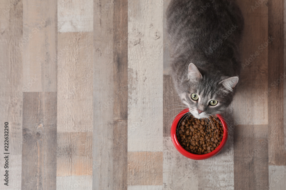 Fototapeta premium Uroczy kot blisko pucharu jedzenie indoors. Opieki nad Zwierzętami