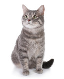 Portrait of gray tabby cat on white background. Lovely pet