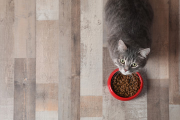 Adorable cat near bowl of food indoors. Pet care