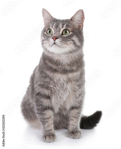 Fototapeta Naklejka Na Ścianę i Meble -  Portrait of gray tabby cat on white background. Lovely pet