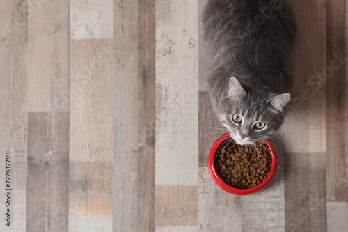 Fototapeta Naklejka Na Ścianę i Meble -  Adorable cat near bowl of food indoors. Pet care