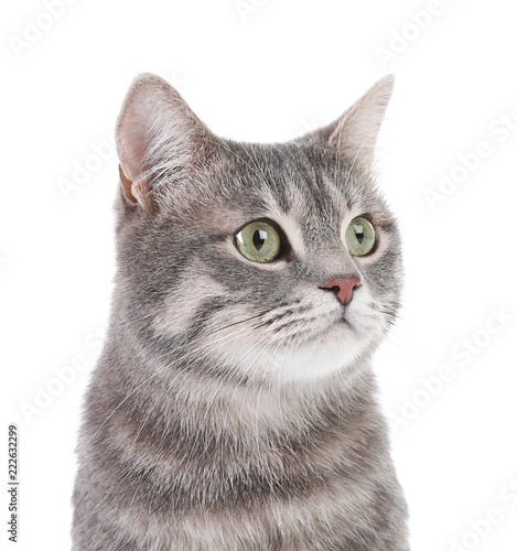 Portrait of gray tabby cat on white background. Lovely pet photo