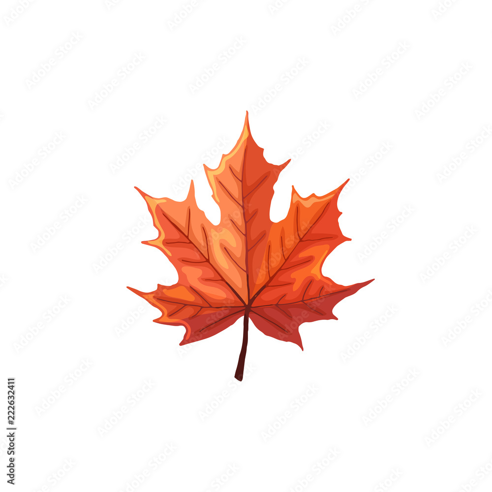 Hand drawn maple leaf. Colorful and bright maple leaf isolated on white background. Hand drawn maple leaf. Colorful and bright maple leaf isolated on white background.