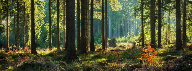 Panoramic Sunny Forest in Autumn