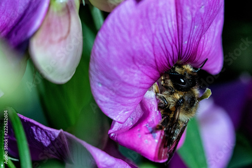 Wildbienen photo