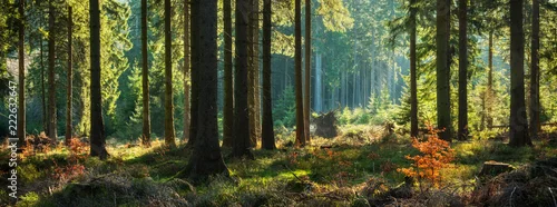 Panel kuchenny z motywem Panoramic Sunny Forest in Autumn