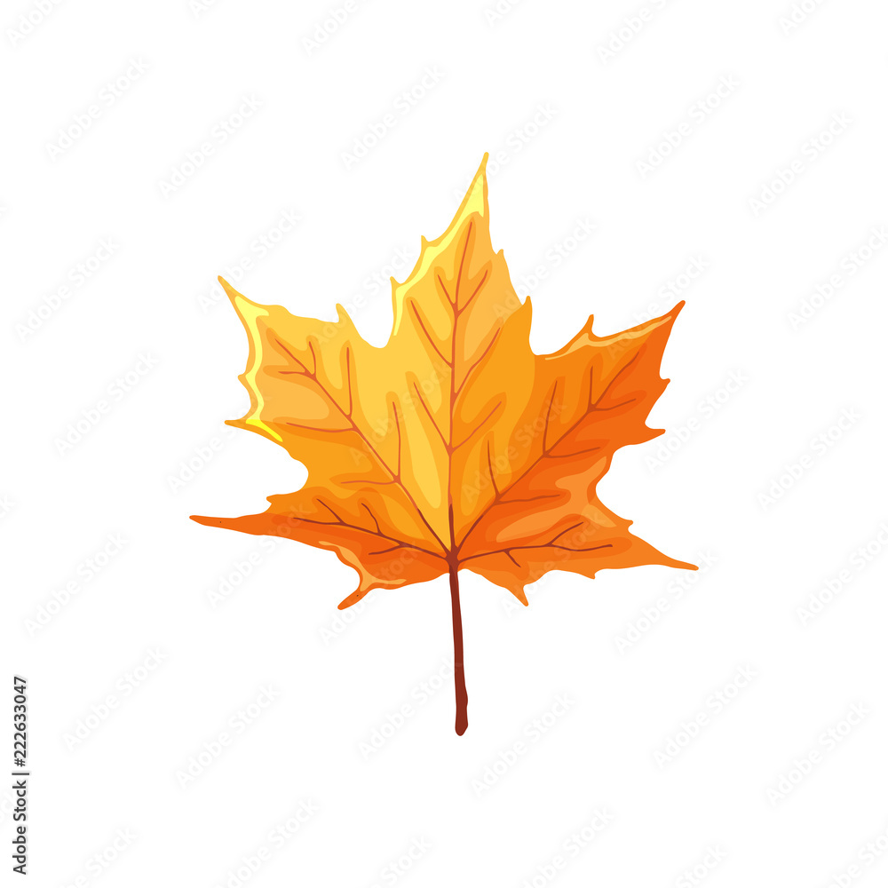 Fototapeta premium Hand drawn maple leaf. Colorful and bright maple leaf isolated on white background.