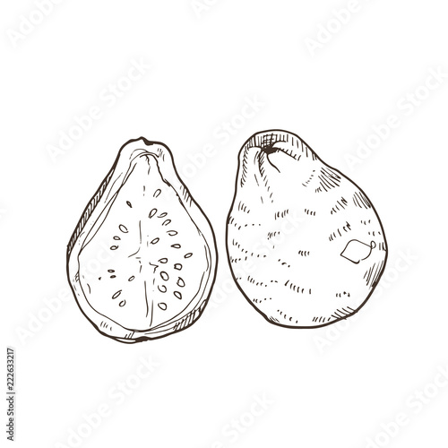 Hand drawn guava isolated on white background. Tropical fruit sketch vector illustration.