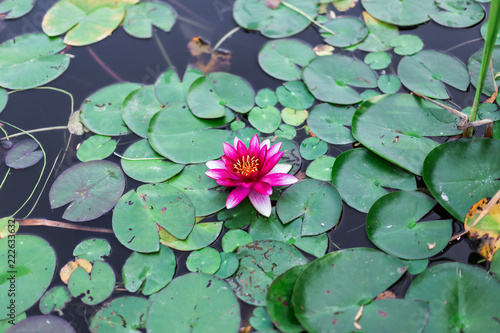 Lotus flower of pink color in the water