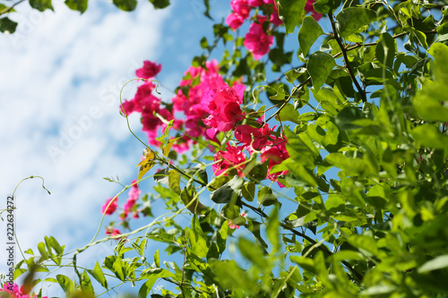 Pink Brazil Bougainvillea flowers or lesser bougainvillea against on blue sky. Bougainvillea glabra flowers.