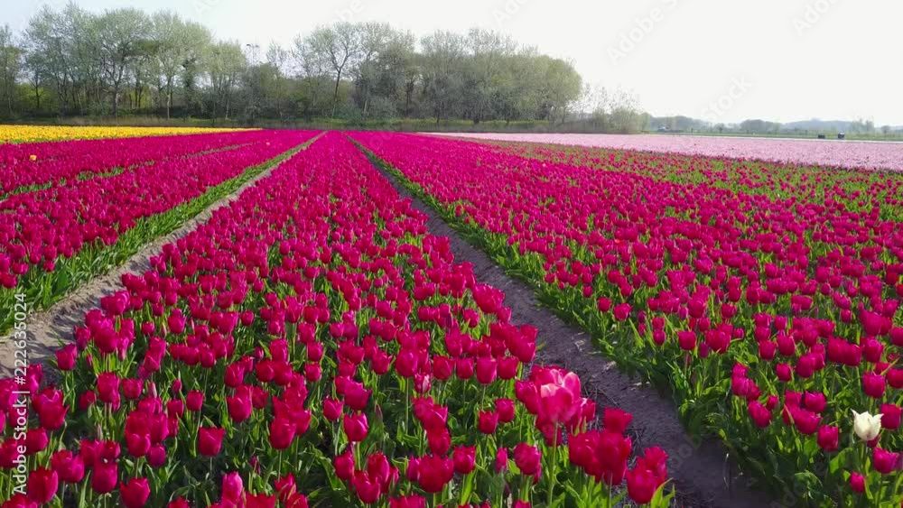 Aerial view of super colorful tulips farm blossom around Leiden country side at Netherlands Aerial view of super colorful tulips farm blossom around Leiden country side at Netherlands