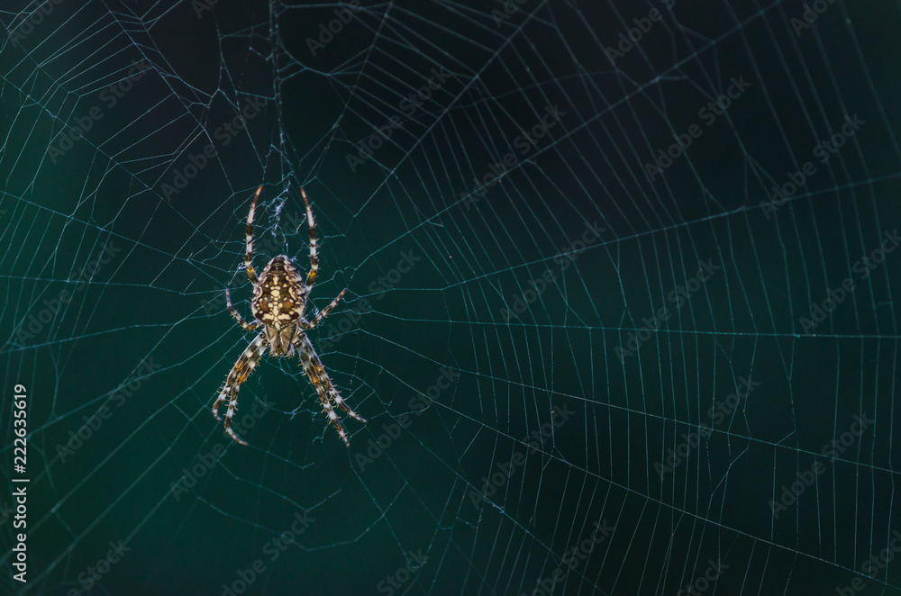 brown scary spider predator insect on a light background in the wild, close-up beautiful spooky spider brown scary spider predator insect on a light background in the wild, close-up beautiful spooky spider