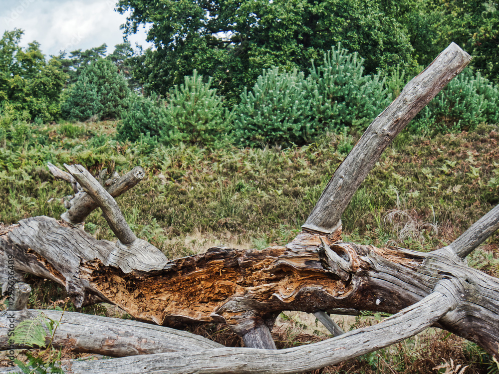 Obraz premium Rundgang Wahner Heide 