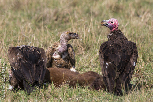 Vultures in the Masai Mara National Park in Kenya