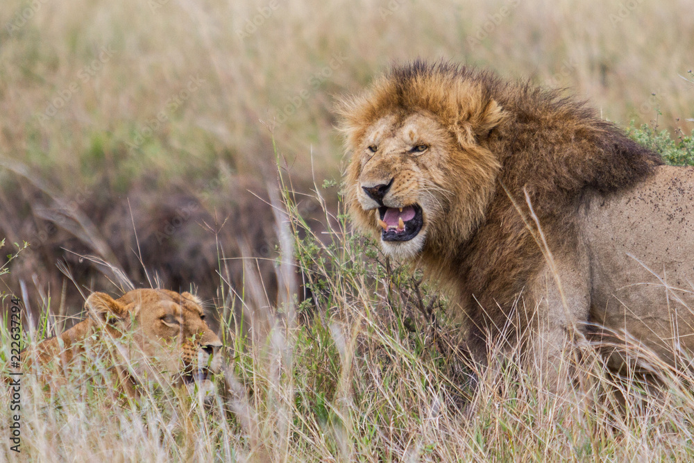 Portrait of a male lion in the Masai Mara National Park in Kenya Portrait of a male lion in the Masai Mara National Park in Kenya