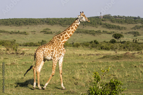 Big male giraffe in the Masai Mara National Park in Kenya