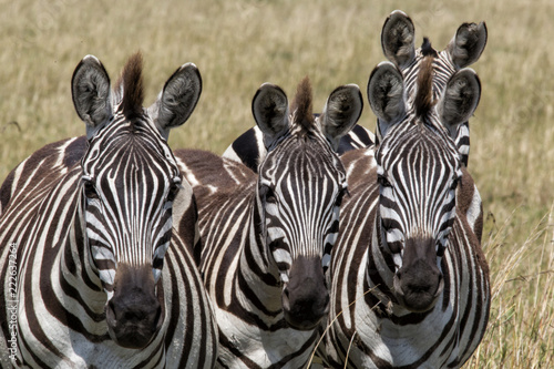 Zebra trio with 8 ears in the Masai Mara National Park in Kenya