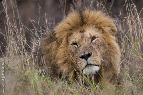 Portrait of a male lion in the Masai Mara National Park in Kenya